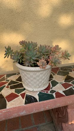Plant with vase
