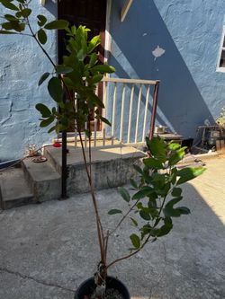 Árbol de agua lama o aguilotes  no se como lo conozcan