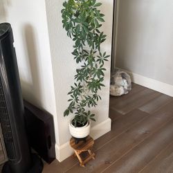 Plant For Sale Schefflera