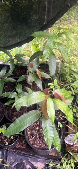Mango Trees in Black Pot
