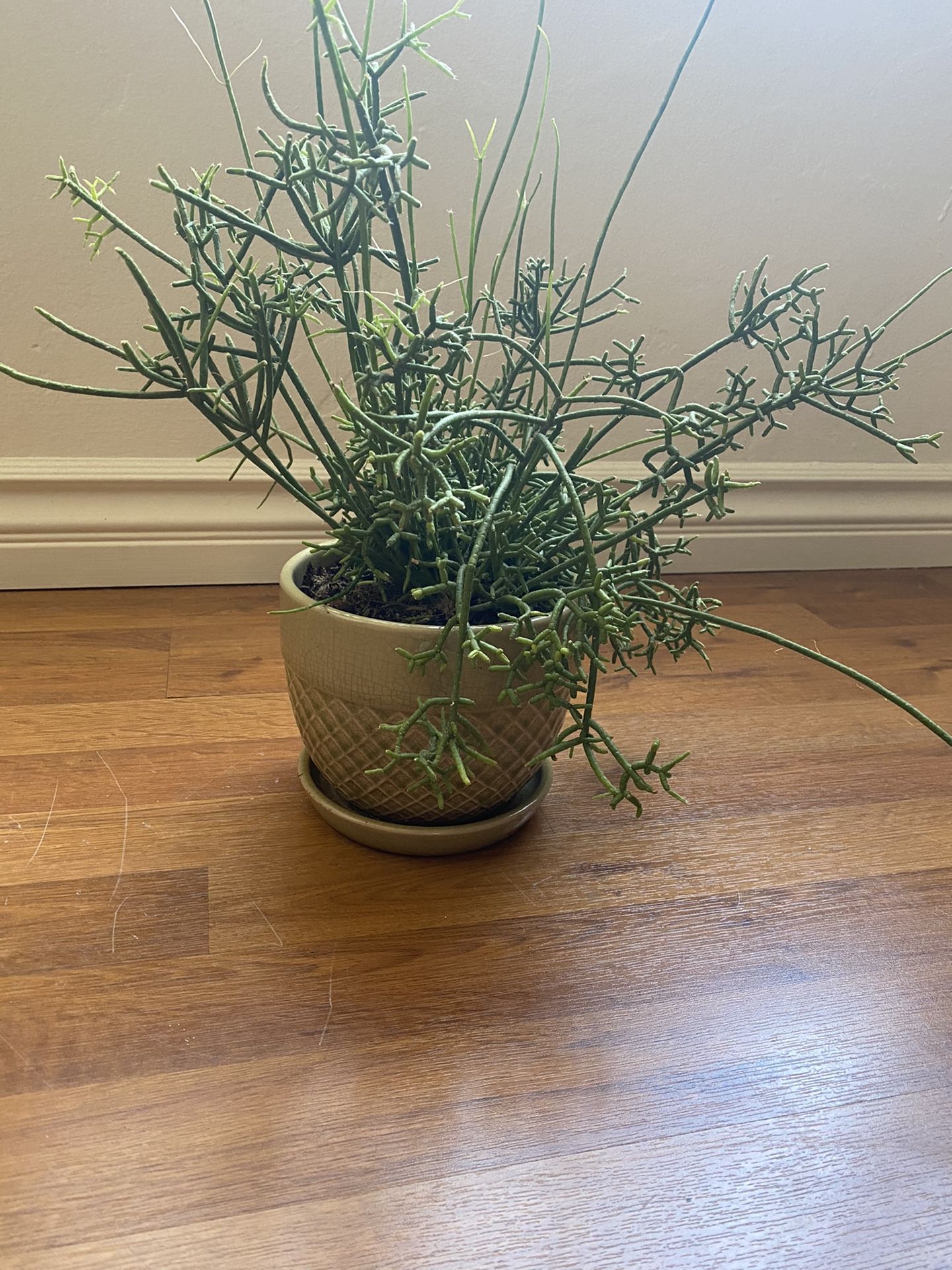 Rhipsalis cereuscula “Coral Cactus” in Pot