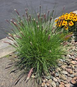 FREE Prairie Grass bush