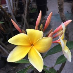 Pure Yellow Plumeria
