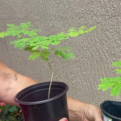 Royal Poinciana Tree Plants Each One $5 Flowers Red