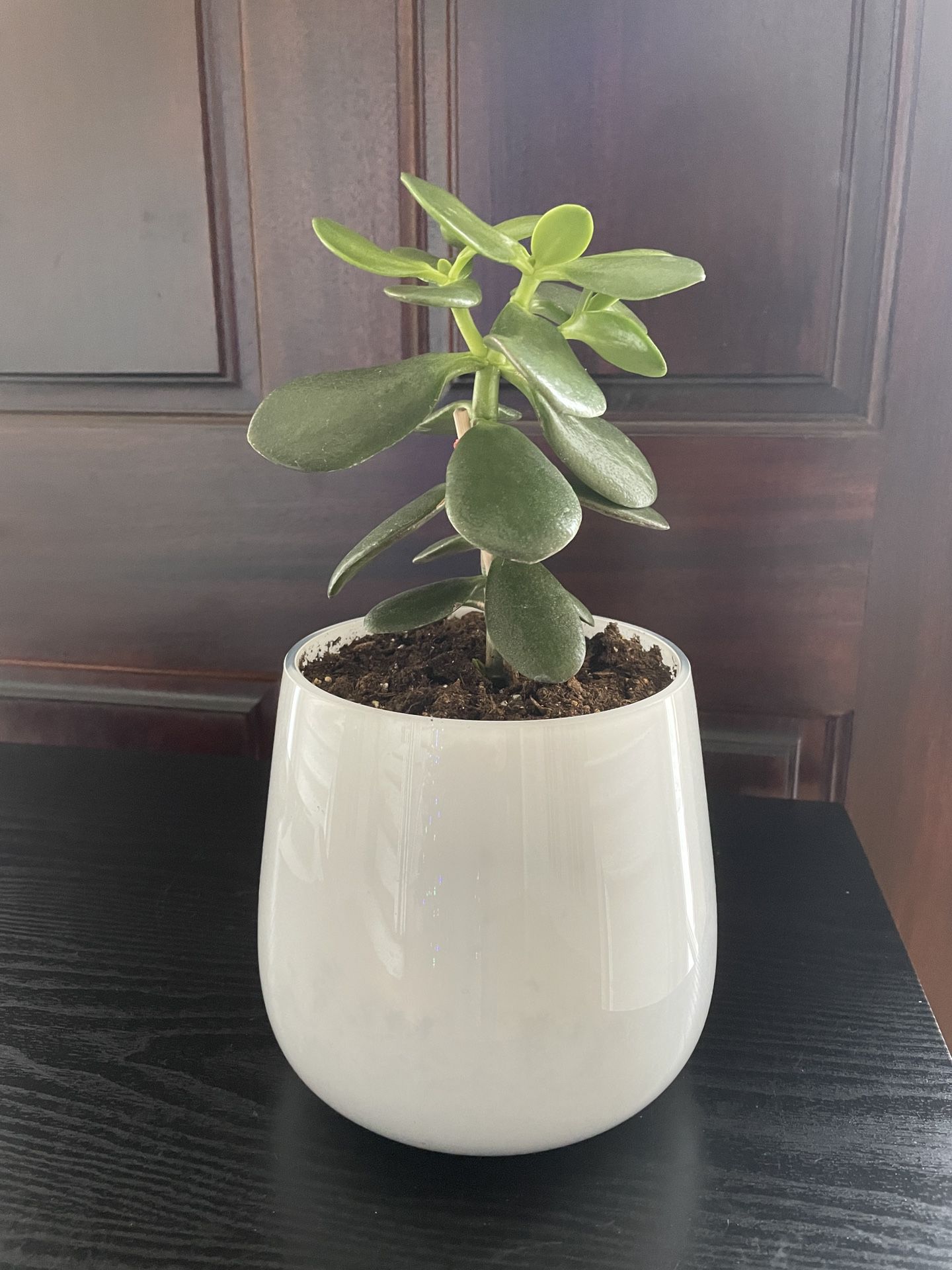 Succulent Jade Plant In Pot