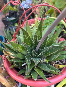 Planta