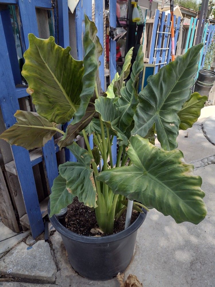 Huge Elephant Ears 🟣 On The Bottom Of The Leaves Will Grow HUGE Leaves