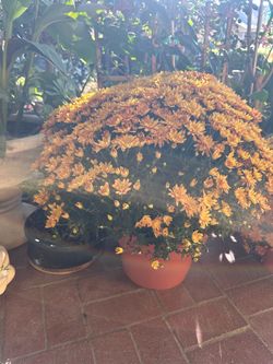Yellow flowers