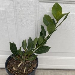Laurus Bay Leaf Herb Plant, In 1 Gallón Pot Pick Up Only