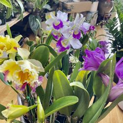 Big Cattleya Fragrance Orchids Hawaii 