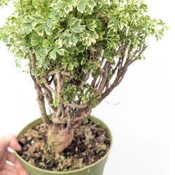 Aralia Ming Gold Plant 6" Pot - Indoor House Plants