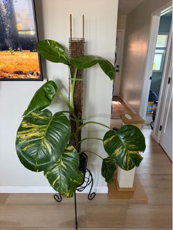 Large Hawaiian Pothos