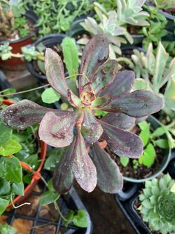 4 in. Pot nudola succulent plant