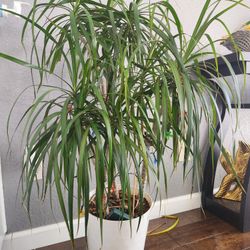 Red Edge Dracaena indoor plant