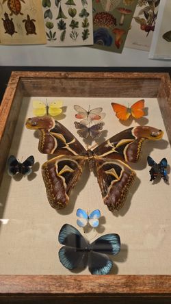 Butterfly and Moth Collection
