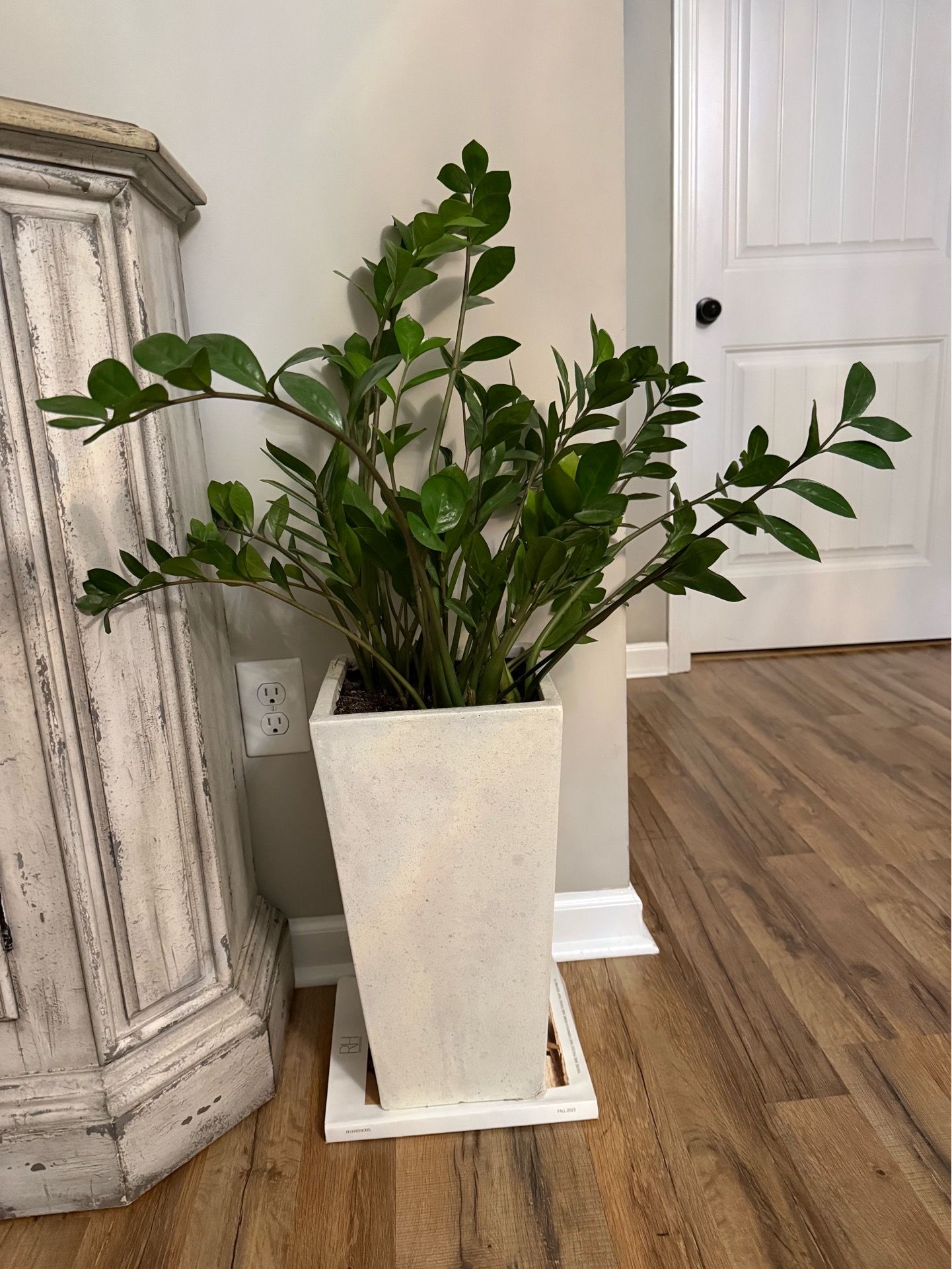ZZ plant or Zanzibar Gem.
