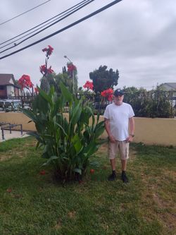 Container Canna Lilly