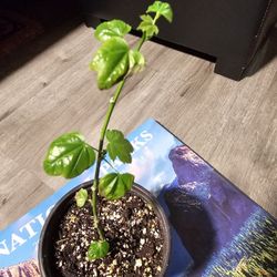 Orange Tiger Abutilon Plant, Chinese Lantern Plant, 4 inch Pot