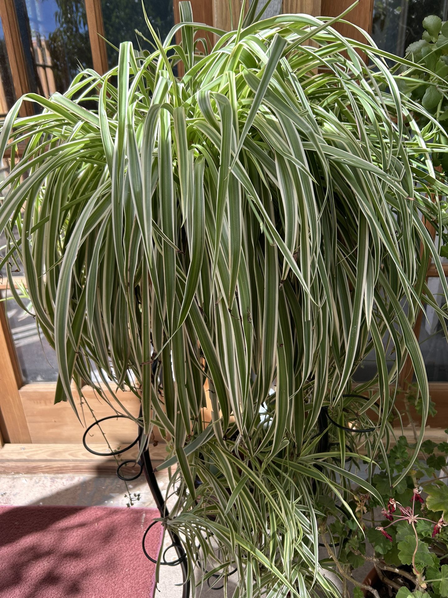 Spider Plant