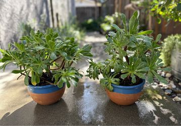Two succulent plants in terracotta pots - $10 each
