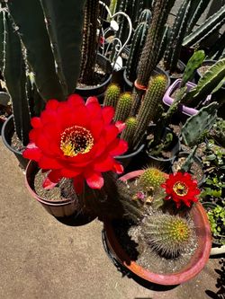 Cactus Trichocereus grande
