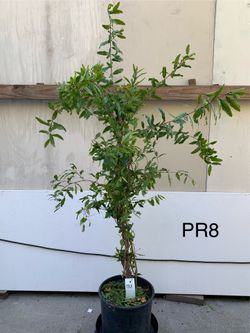 PR8- Red Pomegranate Tree 紅石榴樹
