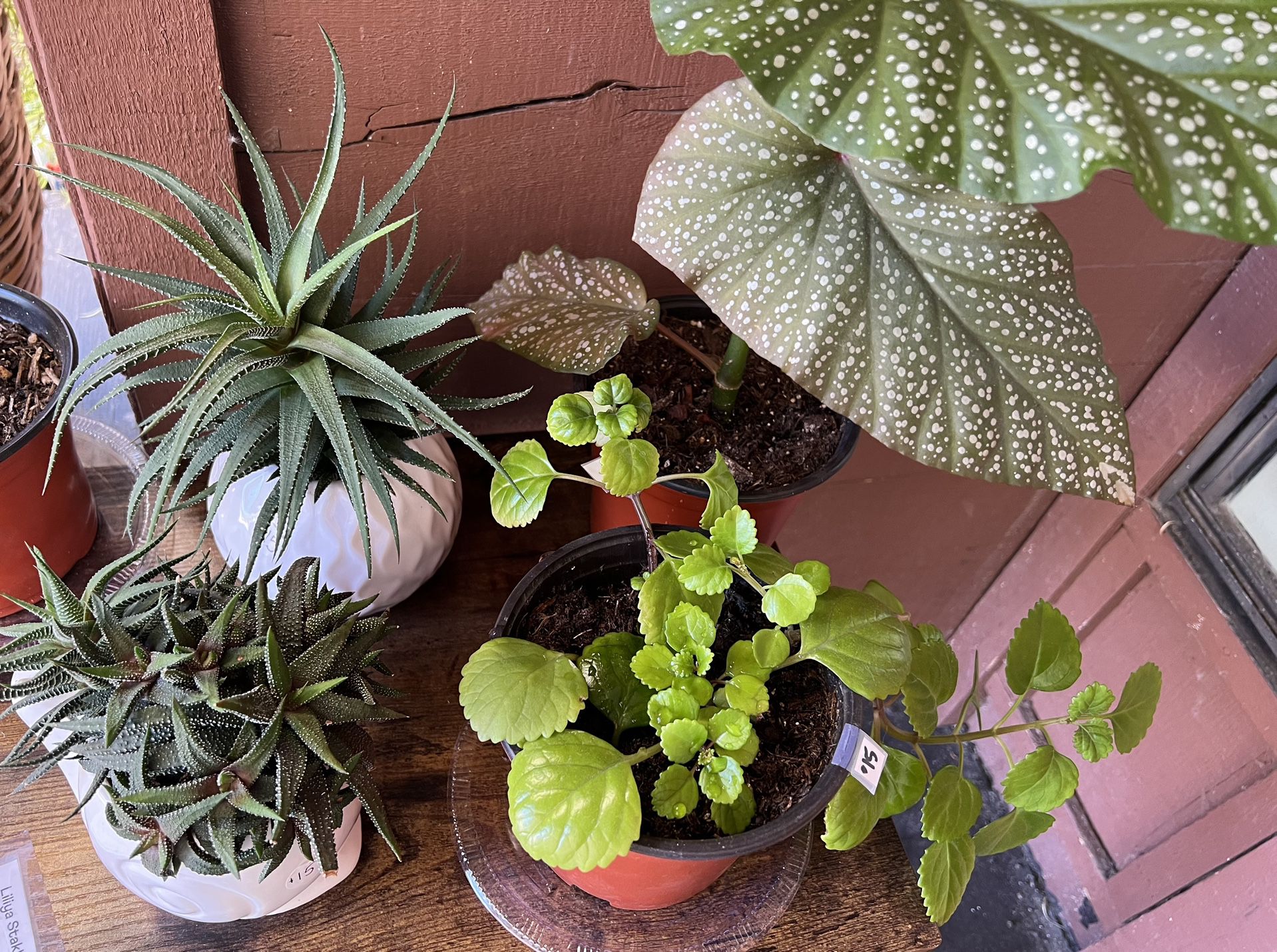 Houseplants Indoor Plants 