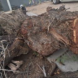Old Growth Mesquite Tree Trunk