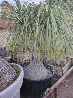 Beaucarnea recurvata 