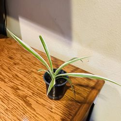 Spider Plant 