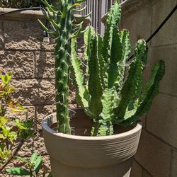 Cactus In Large Planter