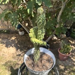 Unique One Of A Kind Cactus