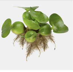 water hyacinth Aquariums, PONDS
