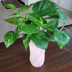 🌸 Pothos Plant in Ceramic Vase | Boho Home Decor/Office Decor | Low Maintenance 🌿
