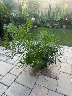 Assorted Succulent Plants 