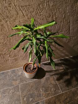 Ornamental Plant with 2 pots