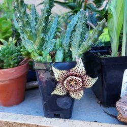 Succulent, Plants,  $6 Per Pot