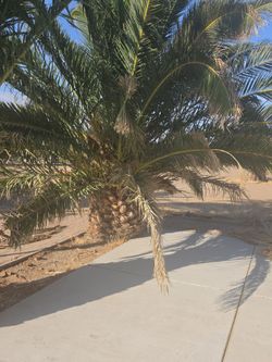 Palm Trees 🌴