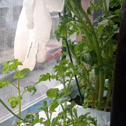 Vegetables Starter Plants, Potatoes, 1 Potato🥔, 1 Avocado 🥑, Bell Peppers, 1 Basil, Scallion, Garlic🧄etc.. $25-$55, Pick Up Only