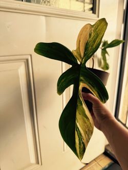 Variegated philodendron florida beauty
