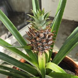 Pineapple plant
