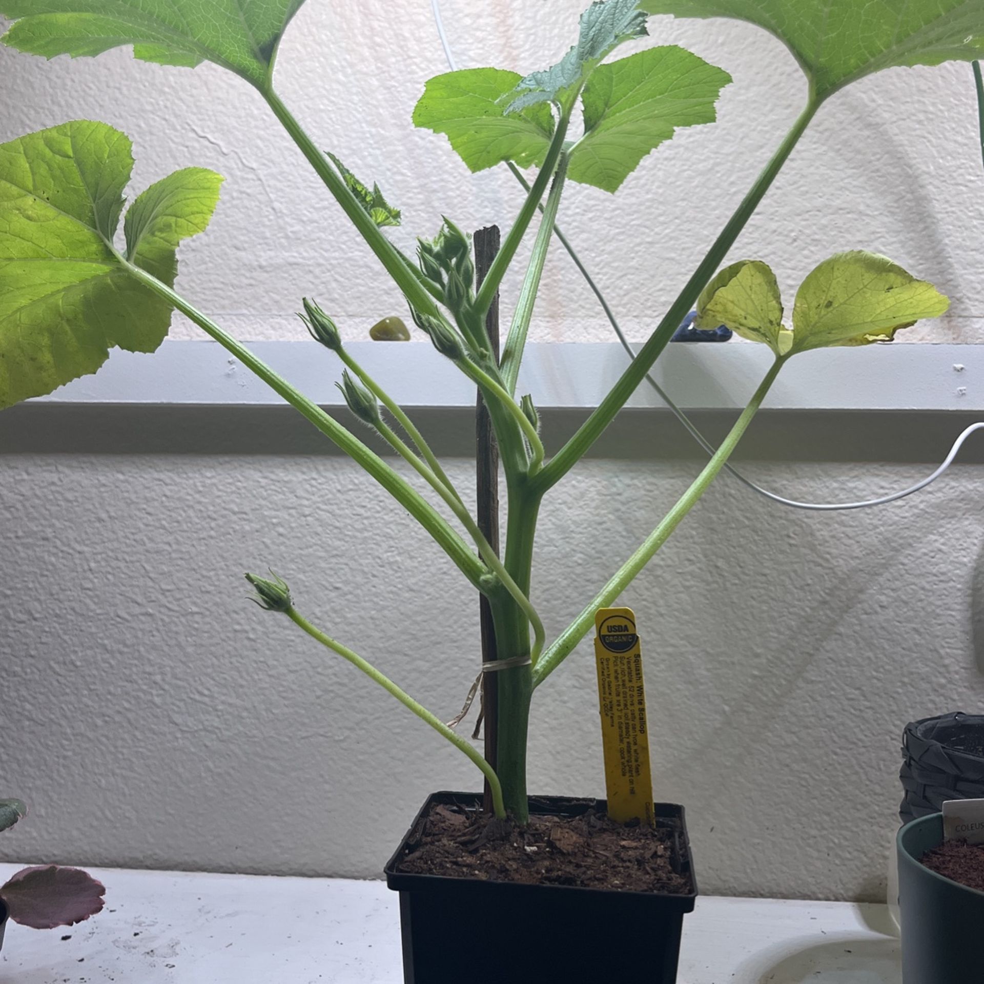 Organic Squash Plant