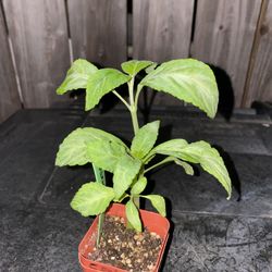 Paradox Salvia Divinorum Plant - Sage of the Diviners  - Yerba de la pastora - Hierba de los dioses - ska maria planta aztec azteca