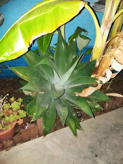 Plant and pot