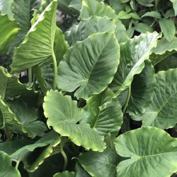 Planta Hoja Elegante Purifica Aire Dentro Afuera De La Casa