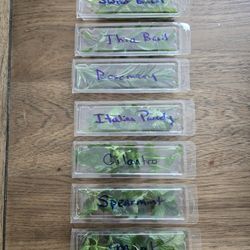 Organic Fresh Herbs 🌿 