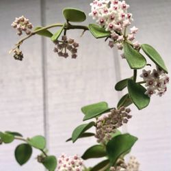 Hoya Nummularioides Rare Indoor Plant 