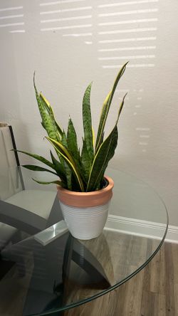 Real snake plant and pot