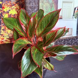 ♥️Aglaonema also known as Chinese Evergreen(LOW MAINTENANCE PLANT( PLS Read description ♥️