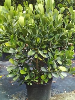 CLUSIA PLANT IN 15 GALLONS ABOUT 5' FEET TALL FOR ONLY $40 OPEN TODAY